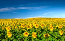 XGBoost机器学习模型的决策过程