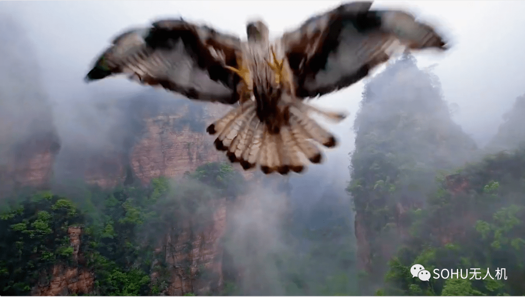 Der Internet-Star Eagle aus Zhangjiajie fängt wieder eine Drohne! Malerische Orte: Es wurde ein Flugverbot erlassen