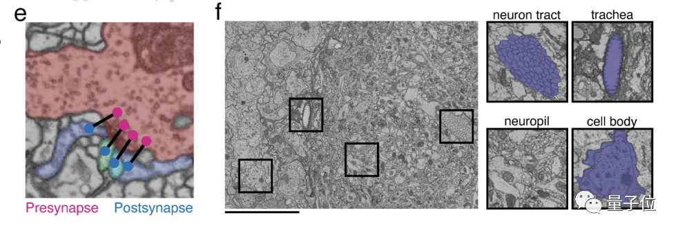 Mouches électroniques des fruits alarme Musk ! Derrière se trouve une carte du cerveau entier de 130 000 neurones, qui peut être exécutée sur un ordinateur.