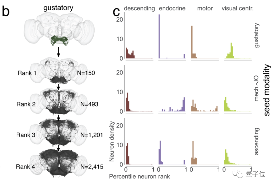 Mouches électroniques des fruits alarme Musk ! Derrière se trouve une carte du cerveau entier de 130 000 neurones, qui peut être exécutée sur un ordinateur.