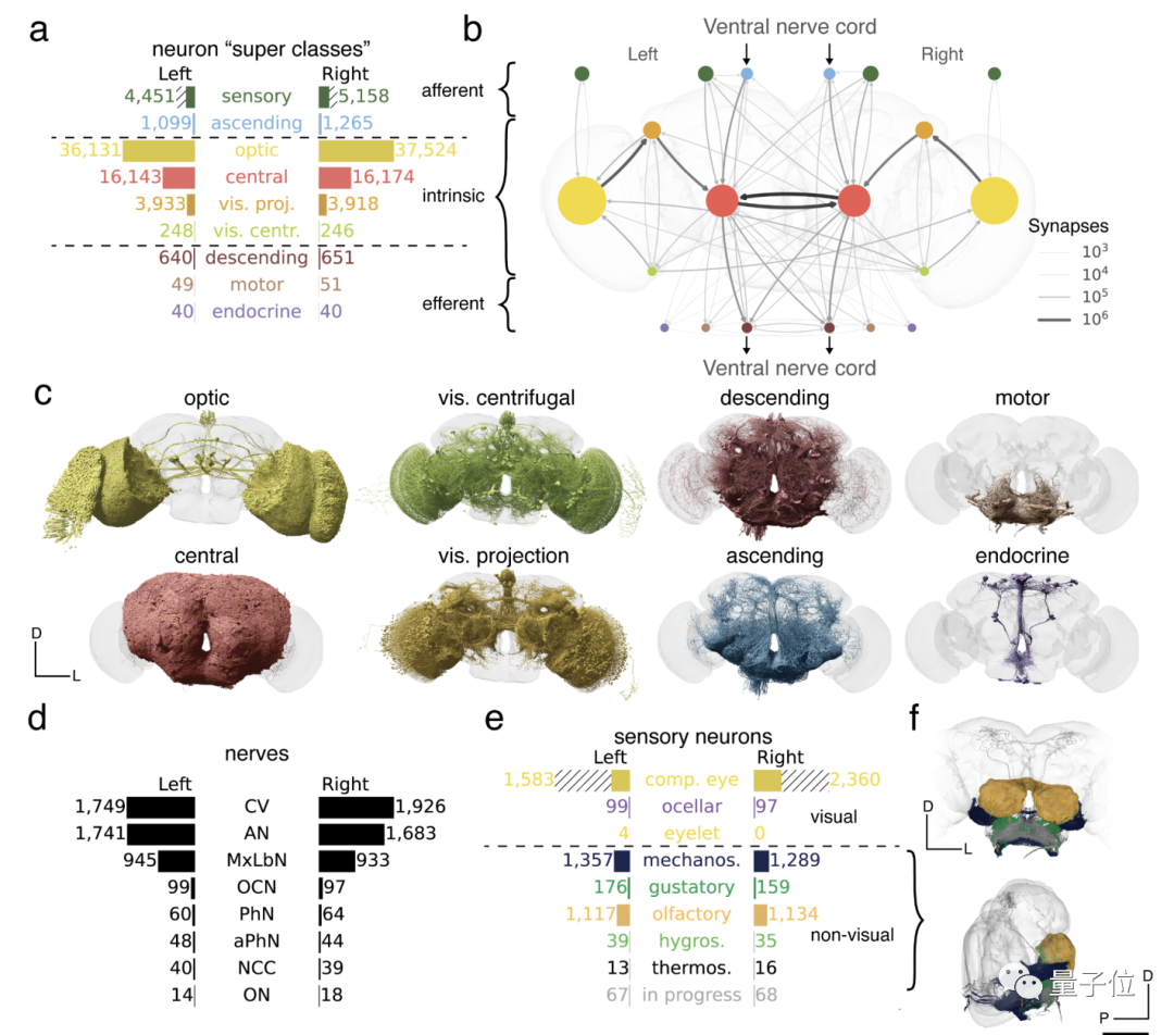 Mouches électroniques des fruits alarme Musk ! Derrière se trouve une carte du cerveau entier de 130 000 neurones, qui peut être exécutée sur un ordinateur.