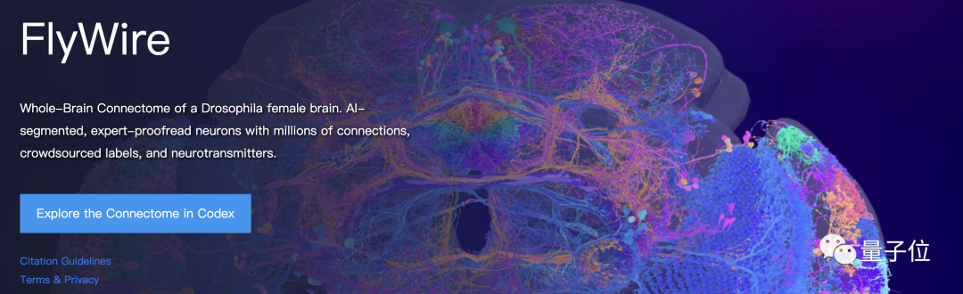 Mouches électroniques des fruits alarme Musk ! Derrière se trouve une carte du cerveau entier de 130 000 neurones, qui peut être exécutée sur un ordinateur.