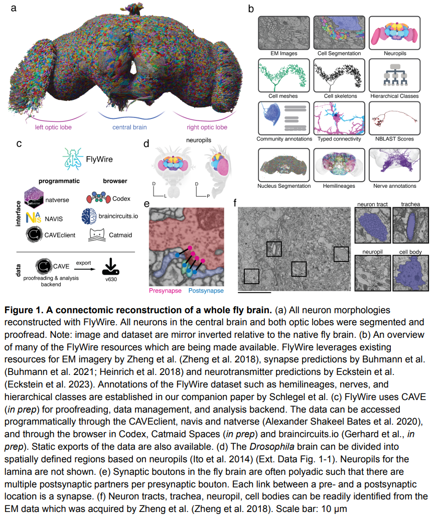 With 130,000 annotated neurons and 53 million synapses, Princeton University and others released the first complete adult fly brain connectome