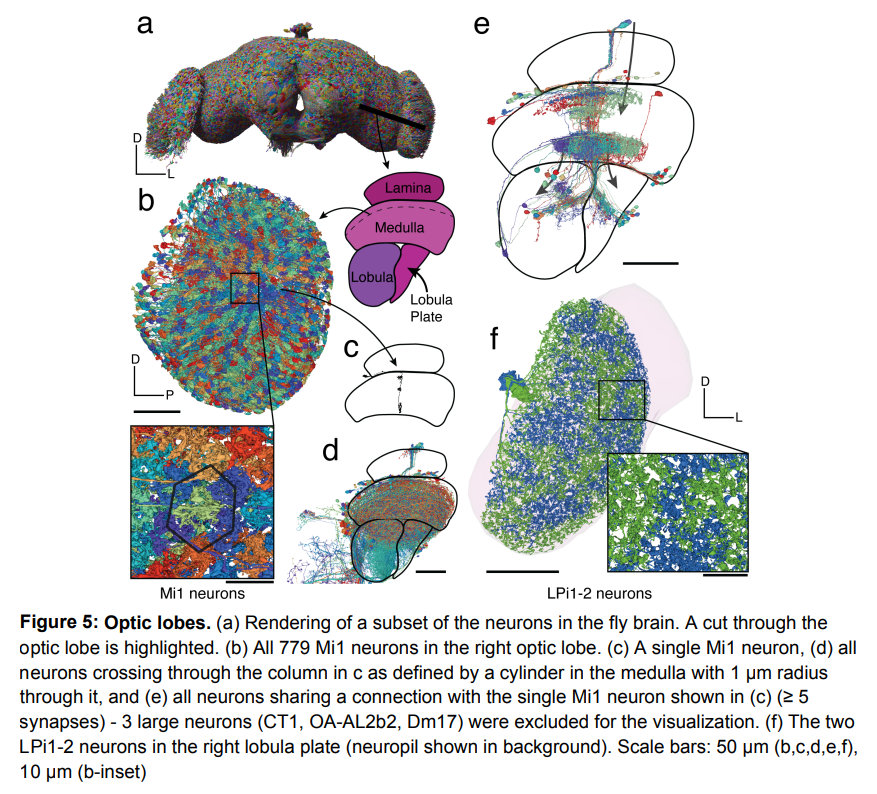 With 130,000 annotated neurons and 53 million synapses, Princeton University and others released the first complete adult fly brain connectome