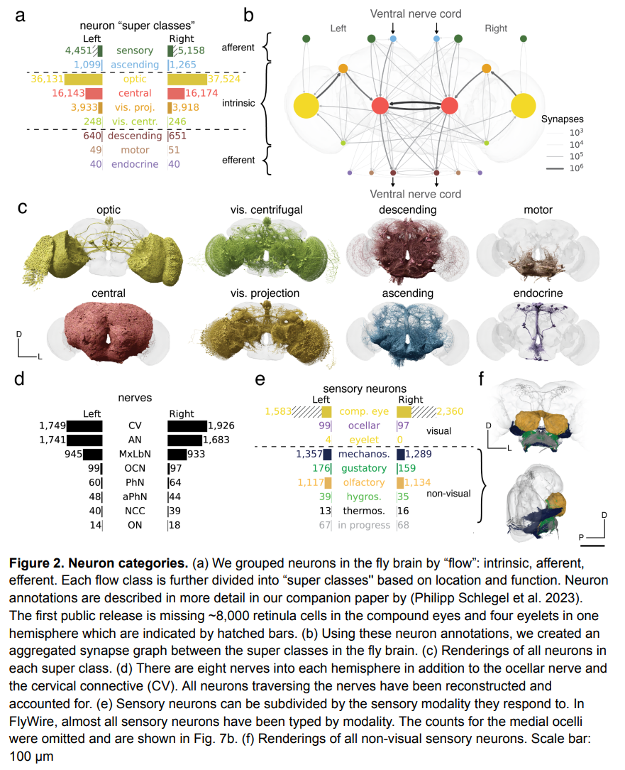 With 130,000 annotated neurons and 53 million synapses, Princeton University and others released the first complete adult fly brain connectome