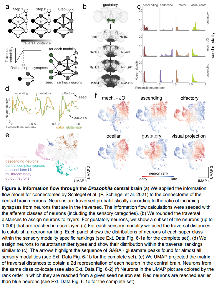 With 130,000 annotated neurons and 53 million synapses, Princeton University and others released the first complete adult fly brain connectome