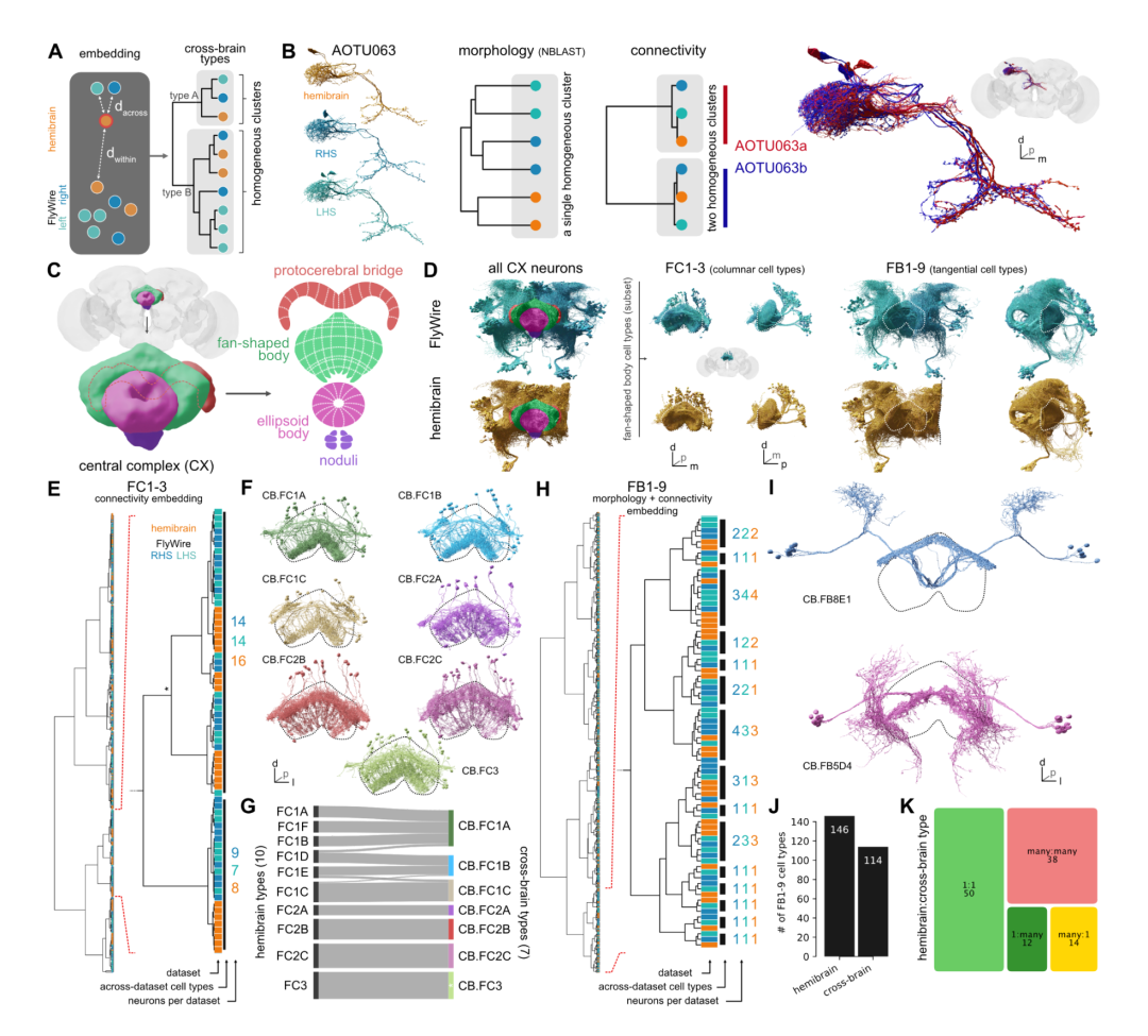 With 130,000 annotated neurons and 53 million synapses, Princeton University and others released the first complete adult fly brain connectome