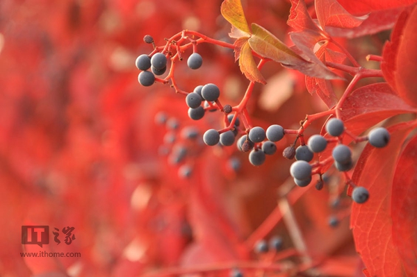 Today is the beginning of autumn: the wind blows a leaf, and everything has begun to fall.