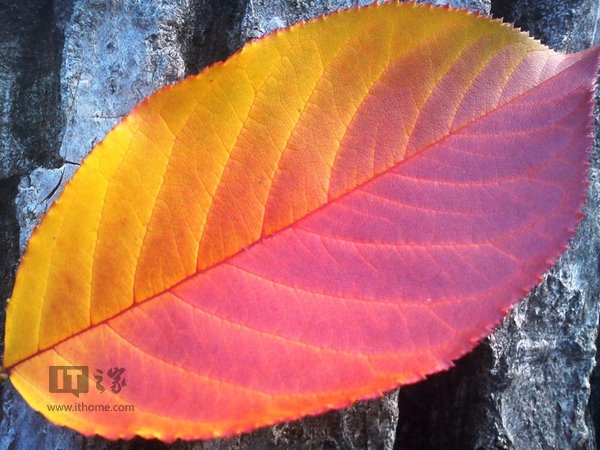 Today is the beginning of autumn: the wind blows a leaf, and everything has begun to fall.