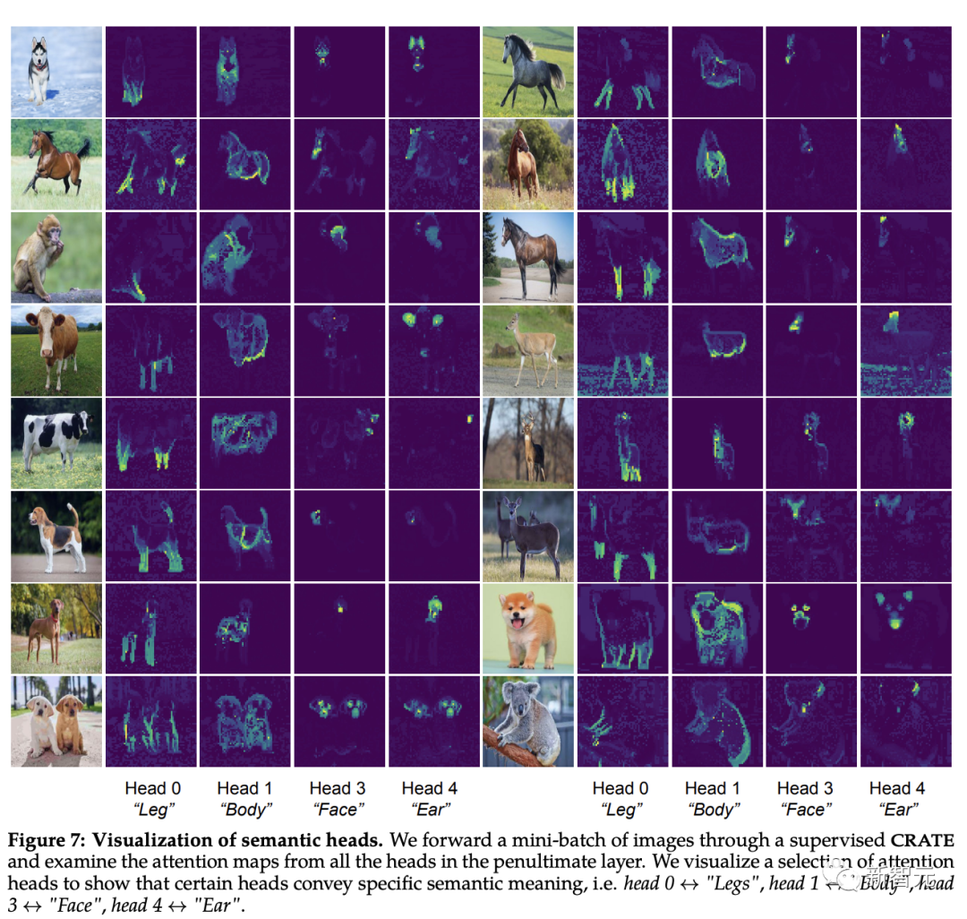 Professor Ma Yis new work: White-box ViT successfully achieves partitioned emergence, is the era of empirical deep learning coming to an end?