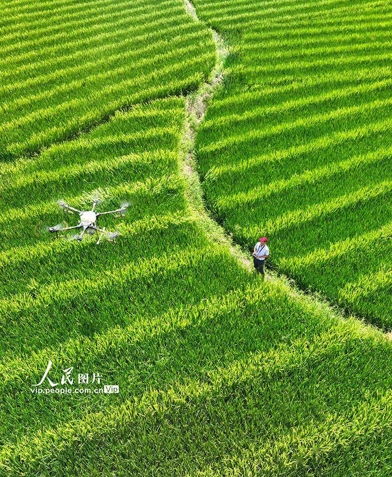 Guiyang, Hunan: Plant protection drones drive flowers to pollinate