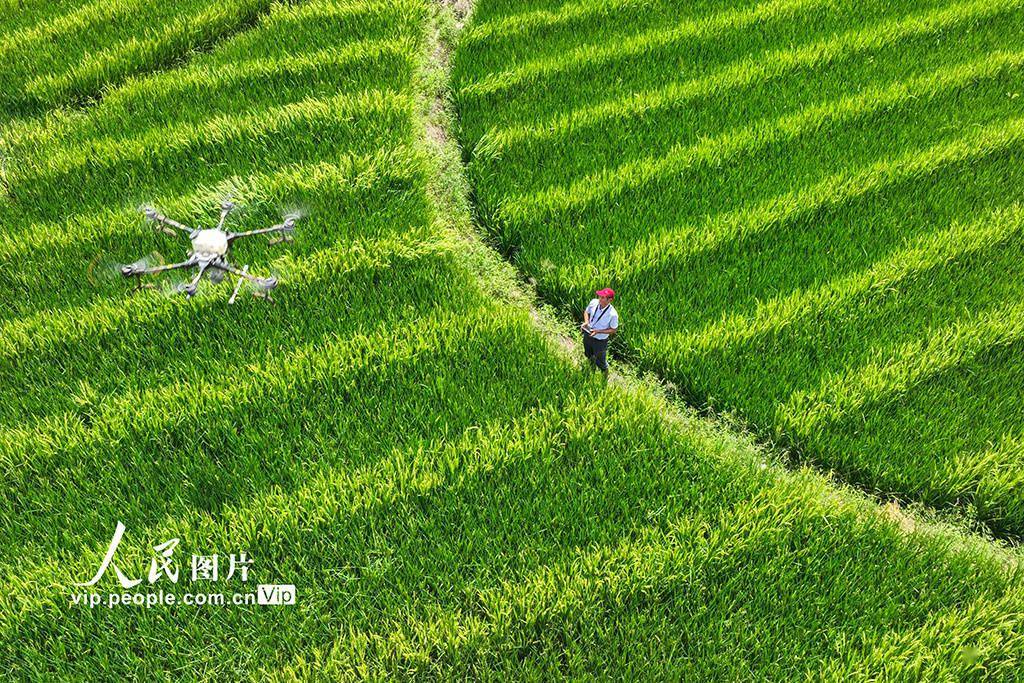 Guiyang, Hunan : des drones phytosanitaires « conduisent les fleurs » pour les polliniser