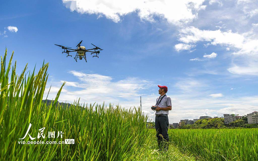 Guiyang, Hunan : des drones phytosanitaires « conduisent les fleurs » pour les polliniser