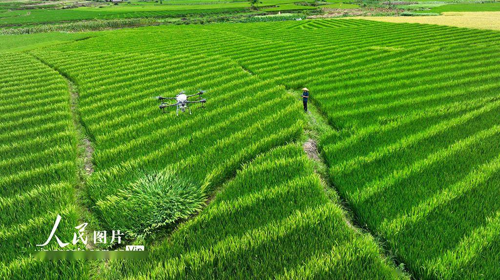 Guiyang, Hunan: Pflanzenschutzdrohnen „treiben Blumen“ zur Bestäubung an