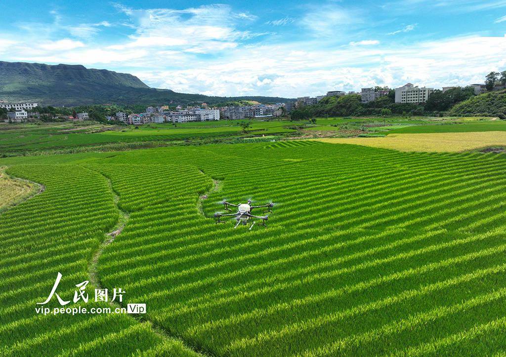 Guiyang, Hunan: Plant protection drones drive flowers to pollinate