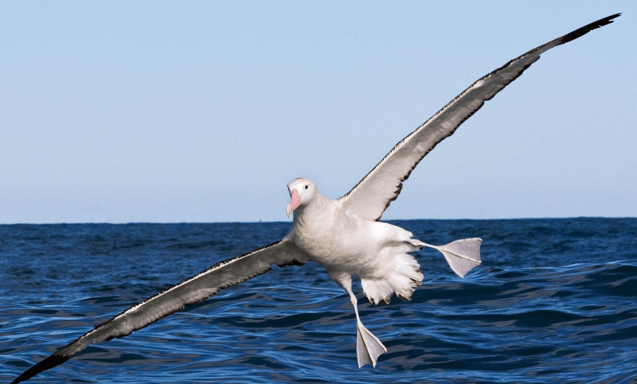 NPU diffuse à nouveau de bonnes nouvelles, battant un nouveau record du monde, et les drones ont atteint de nouveaux sommets