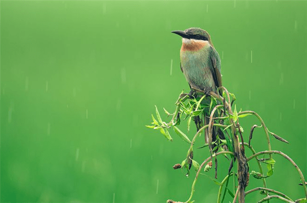 尼康发布了一款售价为36499元的尼克尔Z 600mm F/6.3 VR S镜头，专为打鸟而设计！