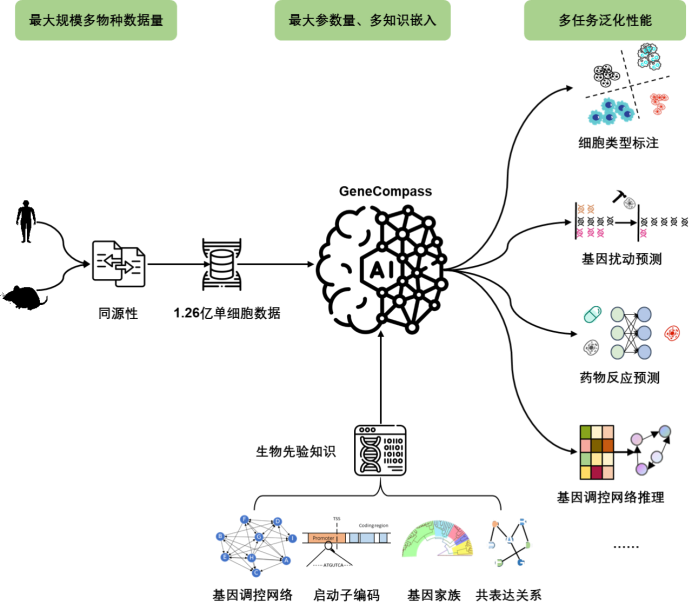 Léquipe de recherche de lAcadémie chinoise des sciences a publié deux articles importants : la publication du premier modèle à grande échelle des bases de la vie entre les espèces et la publication dun nouveau modèle dIA pour la prédiction du devenir des cellules.