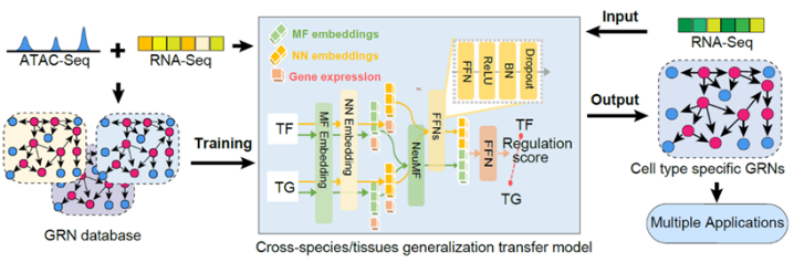 Léquipe de recherche de lAcadémie chinoise des sciences a publié deux articles importants : la publication du premier modèle à grande échelle des bases de la vie entre les espèces et la publication dun nouveau modèle dIA pour la prédiction du devenir des cellules.