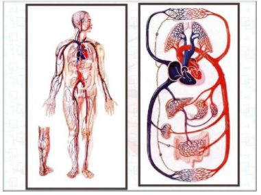 脉管系统由什么组成