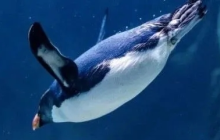 Linux中的SWAP、Cache和Buffer,该如何合理使用?