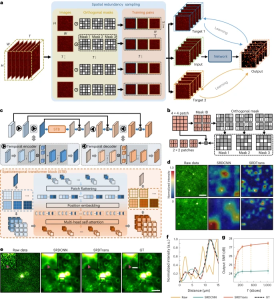 To remove noise in fluorescence images in a self-supervised manner, the Tsinghua team developed the spatial redundancy denoising Transformer method