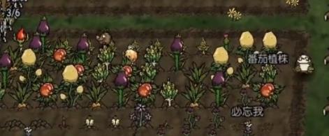 饥荒新家园毒蟾怎么打