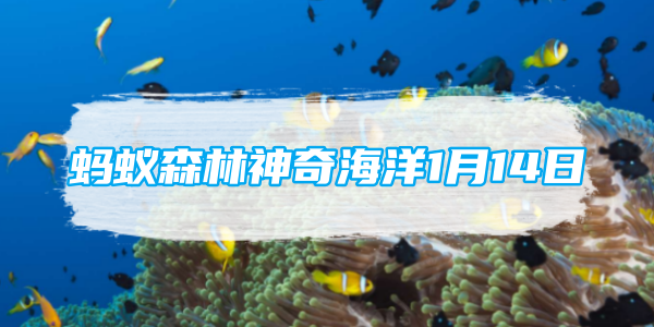 螞蟻森林神奇海洋1月14日：有一種海螺叫夜光蝶螺猜猜它有什麼特點