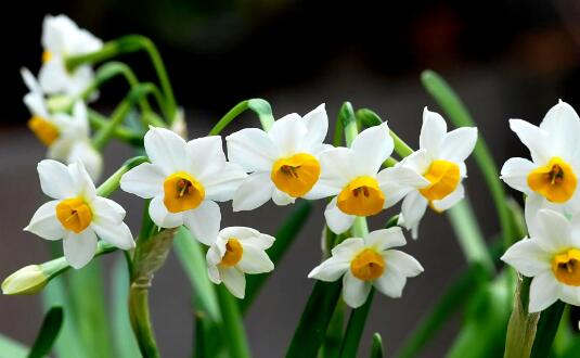 Ant Manor 3 mars : Les anciens disaient souvent que les quatre fleurs élégantes faisaient référence aux orchidées, aux chrysanthèmes, aux narcisses et aux