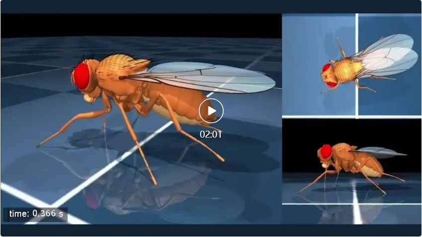 流浪地球里的数字生命计划启动了？DeepMind在电脑里造果蝇，网友：能造人吗？