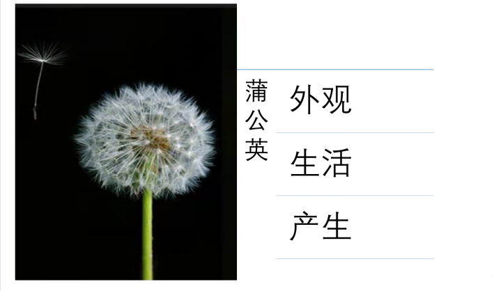 How to insert dandelion pictures into PPT