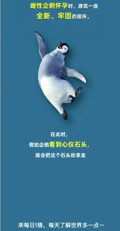 Taobao Big Winner April 7: Why do penguins sometimes take stones from other penguins?