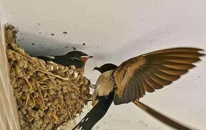 Ant Manor April 9: Will the little swallows build new nests every year as winter turns to spring?