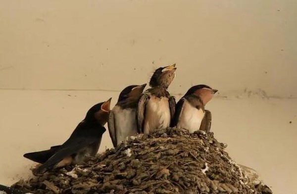 Ant Manor April 9: Will the little swallows build new nests every year as winter turns to spring?