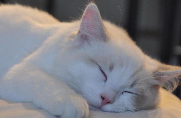 Ant Farm April 11: Is it possible for cats to dream like humans while sleeping?