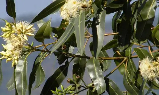 Einführung in die Bedeutung und Herkunft des blauen Eukalyptus hat den Heuschreckenvogel kennengelernt