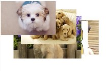 PPT多图片怎么摆放好看_SmartArt帮你忙