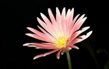 钉钉设置气泡的简单方法