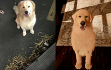 强推！申请《以闪亮之名》游戏加入养宠人必入清单