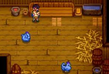 Bagaimana untuk mendapatkan ayam biru di Stardew Valley