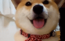 带猫带狗说走就走 前往《出发吧麦芬》踏上奇幻旅程