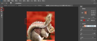 photoshop怎么快速抠动物毛发 PS抠取动物毛发的实用技巧