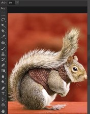 photoshop怎么快速抠动物毛发 PS抠取动物毛发的实用技巧