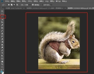 photoshop怎么快速抠动物毛发 PS抠取动物毛发的实用技巧
