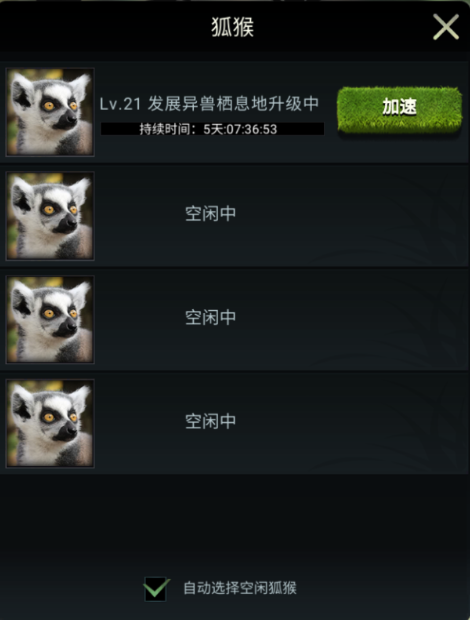 【丛林攻略】兽王领地小管家：狐猴详解