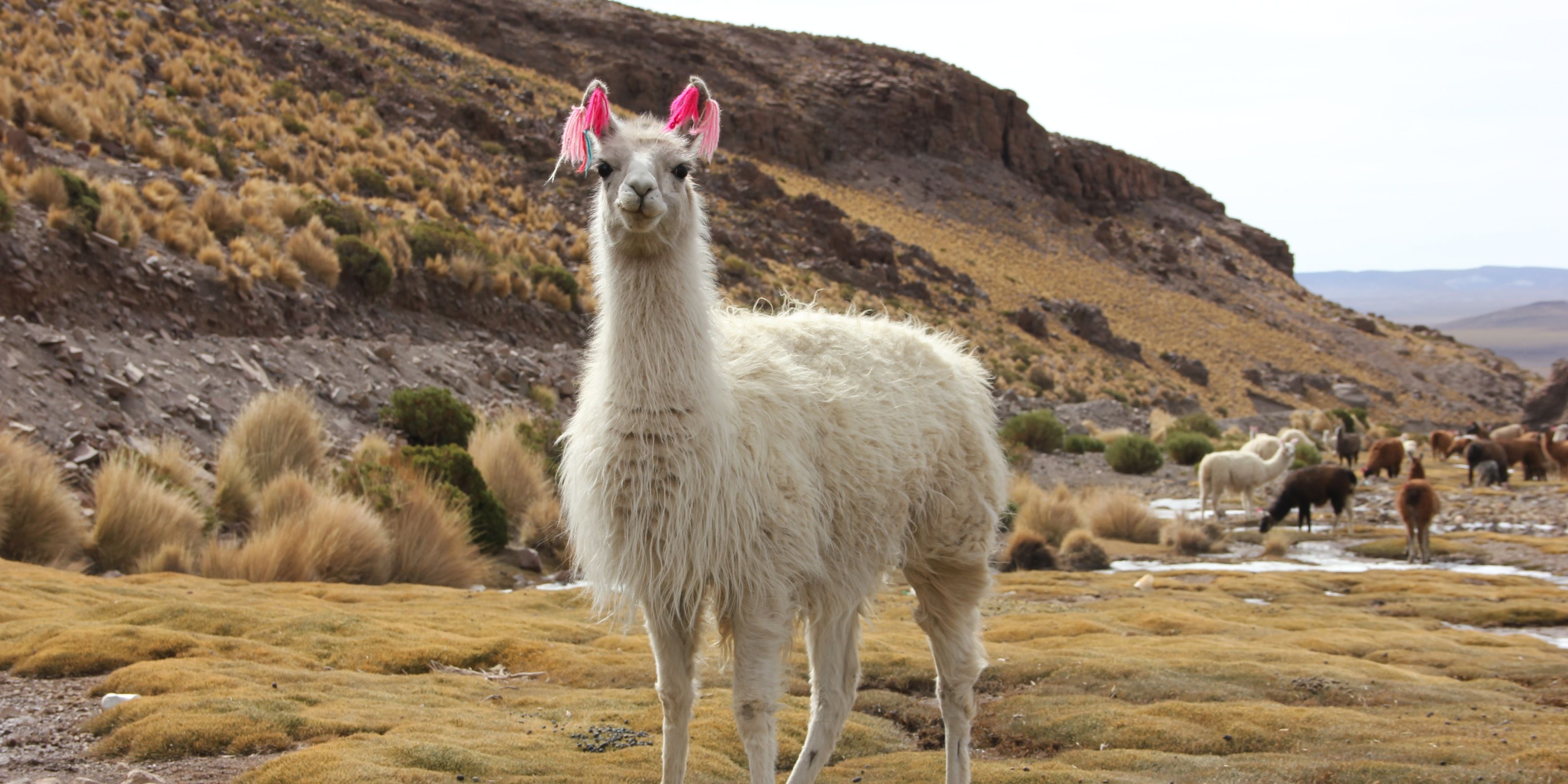 Llama 2를 로컬로 다운로드하고 설치하는 방법