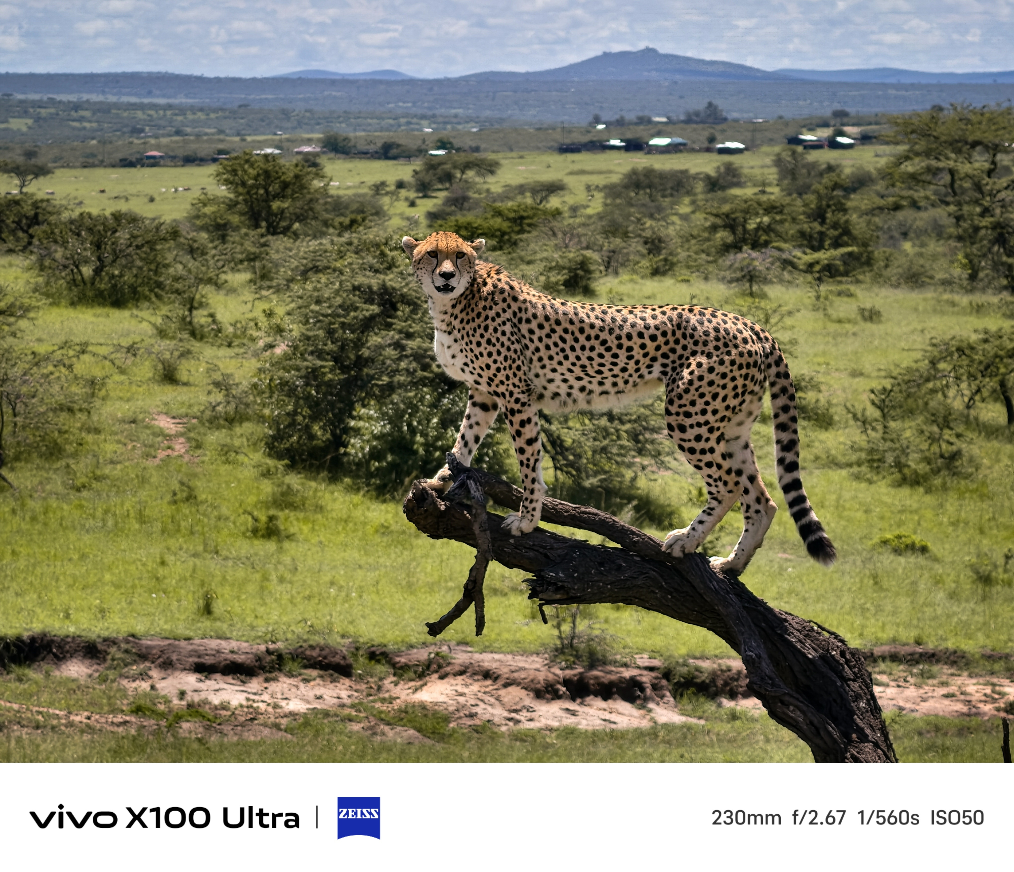 2 亿像素蔡司 APO“行业最大底长焦”+ 50MP LYT-900 主摄，vivo X100 Ultra 手机更多样张公布