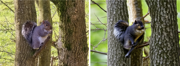 手机拍月亮自动p纹理和细节：ai会在照片上加什么东西