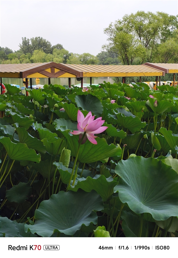 小米影像大模型赋能!Redmi K70至尊版拍照体验