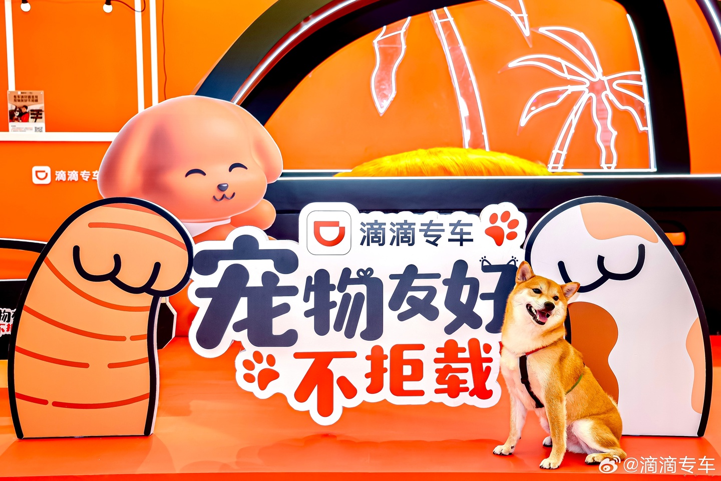 Le service de voyage pour animaux de compagnie de Didi Private Car est en ligne : couvrant 49 villes, dont Pékin, Shanghai, Guangzhou et Shenzhen